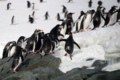 10D Gentoo Penguins Reach The Snowy Shore Of Cuverville Island On Quark Expeditions Antarctica Cruise.jpg